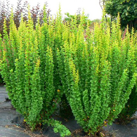 Berberis thunbergii "Erecta" - dráč Thunbergov